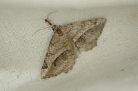Chiasmia aestimaria
