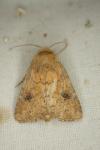 Atypha pulmonaris