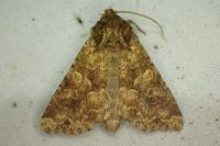 Conisania luteago