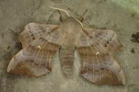 Laothoe populi