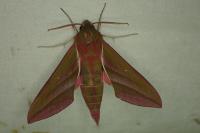Deilephila elpenor