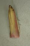 Oncocera semirubella