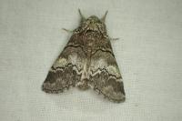 Drymonia querna