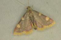 Hypsopygia costalis