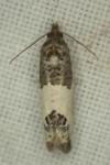 Spilonota ocellana