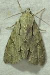 Acronicta psi/Acronicta tridens