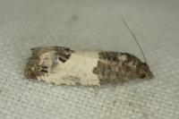 Spilonota ocellana