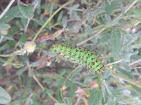 Saturnia pavonia