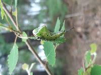 Cerura vinula