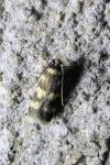 Oegoconia caradjai