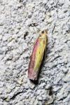 Oncocera semirubella