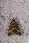 Pyrausta despicata
