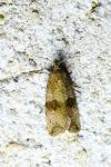 Celypha striana