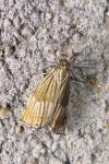 Chrysocrambus linetella
