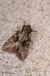 Lacanobia w-latinum