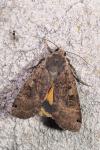 Noctua pronuba