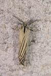 Spiris striata