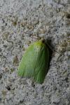 Tortrix viridana