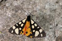 Arctia villica