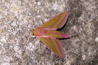 Deilephila elpenor