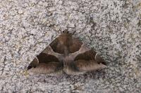 Dysgonia algira