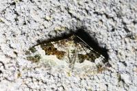 Epirrhoe alternata