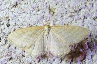 Idaea macilentaria