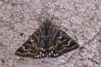 Euclidia mi