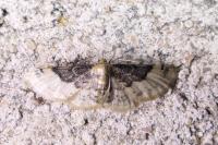 Idaea filicata