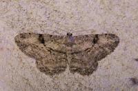 Peribatodes rhomboidaria