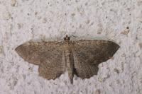 Philereme vetulata