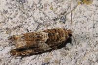Epinotia abbreviana