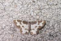 Lomaspilis marginata
