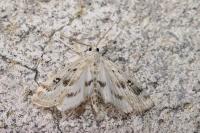Parapoynx stratiotata