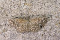 Scopula tessellaria