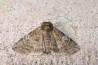 Tethea ocularis