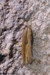 Eucosma obumbratana