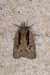 Nycteola revayana
