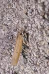 Pediasia contaminella