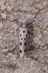 Yponomeuta sedella