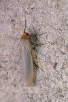 Manulea complana