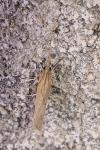 Pediasia contaminella