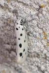 Yponomeuta sedella