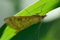 Ostrinia nubilalis