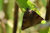 Euclidia glyphica