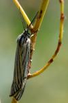 Spiris striata