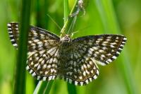 Chiasmia clathrata