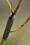 Spiris striata