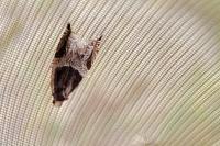 Ancylis unculana