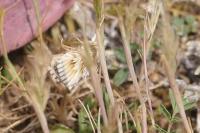 Cynaeda dentalis